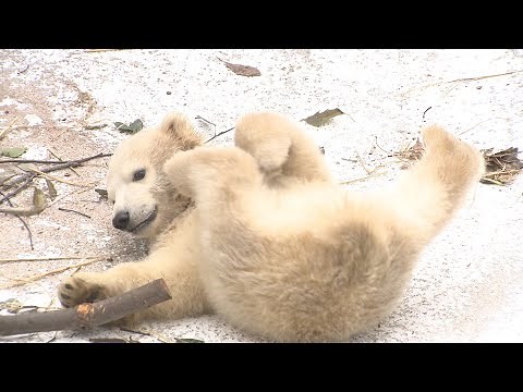 愛くるしいホッキョクグマの赤ちゃん「ホウちゃん」公開 大阪・天王寺動物園