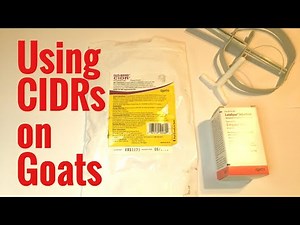 Synchronizing Goats With CIDRs