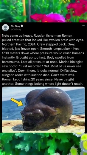 The Bizarre Deep Sea Fish That Looks Almost Alien