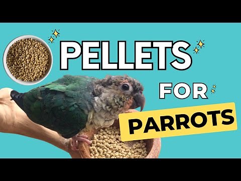 Pellets for Parrots | Which brands & Why they are important in an avian diet