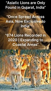 1.5K views | “India’s Last Lions: The Untold Story of Asiatic Lions 女” . . #dikshantias #asiaticlions #IndiasLions #savethelions #wildlifeindia #girforest #girlions #PantheraLeoPersica #LionConservation #indianwildlife #GirnarSanctuary #wildlifedocumentary #natureshorts #animalkingdom #wildlifephotography #bigcats #naturelovers #exploreindia #didyouknow #voiceforthevoiceless #RoarForLions | Dikshant IAS by Dr. S S Pandey | Facebook