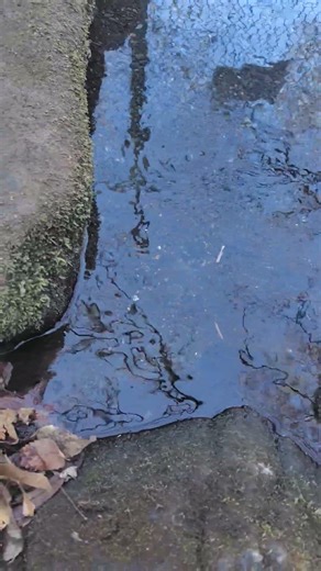 引地川の水源地付近で水が湧き出してるところ