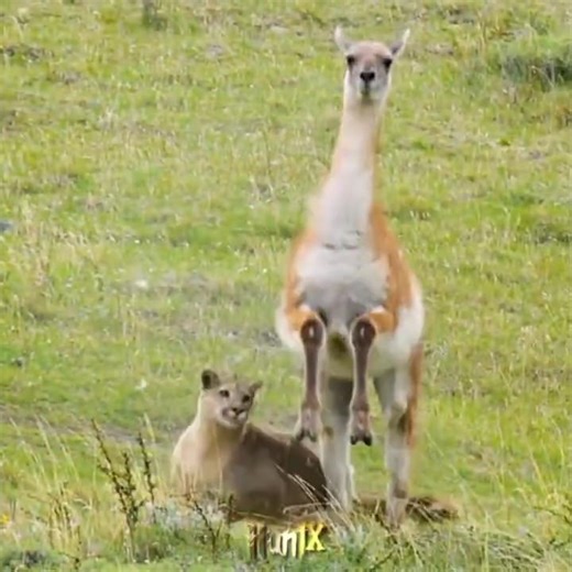 Hunting gone wrong 🤯🤯🤯 #huntx #viral #edit #viralvideo #wildlife #nature