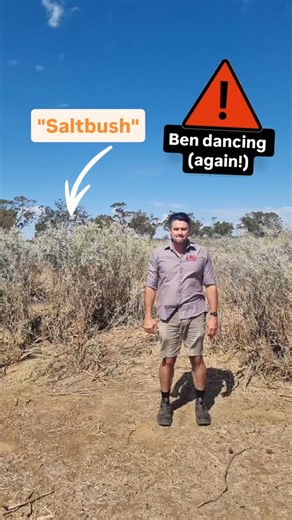🎶 𝗦𝗔𝗟𝗧𝗕𝗨𝗦𝗛 𝗖𝗜𝗧𝗬 𝗟𝗜𝗠𝗜𝗧𝗦 🎶 Call it Saltbush city limits 50 was the speed limit Tomato sauce not allowed in Events on Fridays Festivals on Sundays They call it Saltbush… little old Saltbush | Drovers Choice Saltbush Lamb