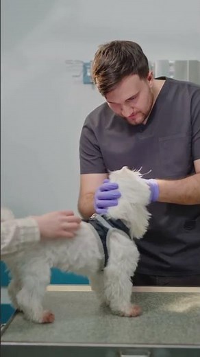 Cat Emergency at 2 A.M.? Watch This First