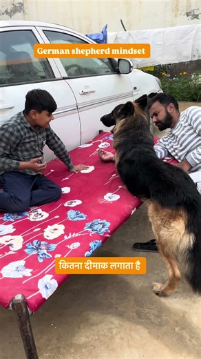 “How Deeply a German Shepherd Thinks — Watch This Amazing Mind in Action!” #germanshepherd #dog