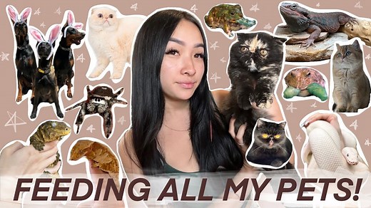 How I Manage to Feed 25 Pets in a Day