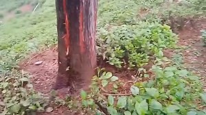 8.3K views · 148 reactions | Lightning Strike On Pine Tree at Teesta Valley Tea Estate | News Pedong | Facebook