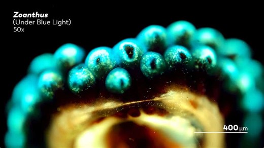 What Colorful Coral Looks Like Under a Microscope