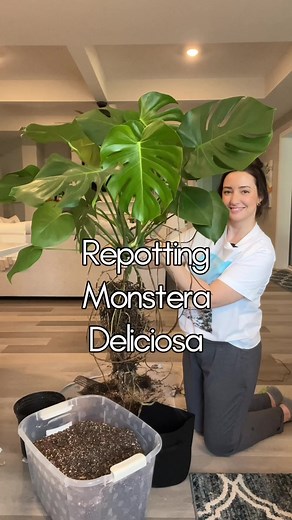 Repotting Monstera Deliciosa Plant with Stake