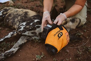 GPS and VHF Wildlife Tracking Collars used for Monitoring