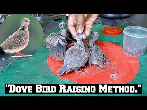 "The Ultimate Guide to Raising and Caring for Dove Birds." #Forest_Life_Mystery