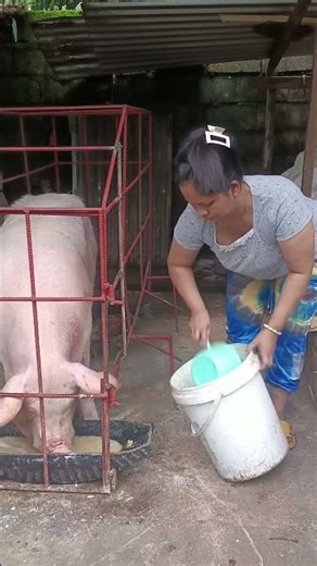 Pakain kai Spring 106 days old Preggy , naka change feed na siya | pig care