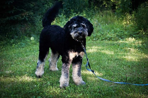 When do Bernedoodles go into Heat and When Should you Spay/Neuter?