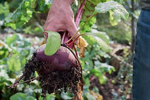 Beetroot Cultivation and Farming in India – Expenses , Profits and Market – Amra Farms
