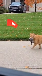 The car Horn scares the cat and the bird flew away... | Talking Cat
