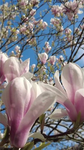 A Beautiful Magnolia Tree In Full Bloom #4k #magnolia #tree #magnoliatree