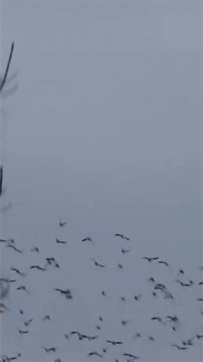 Birds are amazing at Changing directions.