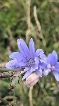 Common Chicory - Cichorium intybus