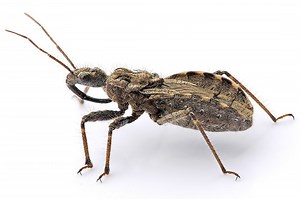 Assassin bug