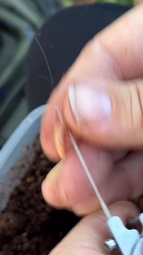 Attach WORMS 🪱 to ANY rig…🪝 just GET FLOSSING! 😁 Using worms in your carp fishing is a fantastic way to get those bonus autumn 🍂 bites – and it really doesn’t have to be complicated. 🤷‍♂️ As shown here by @stevehillfishing 👀, you can easily add worms to your favourite rigs 🎣 by simply flossing them on as a topper. 🎩 Steve has used his classic Slip-D Multi Combi Rig 🪝, tied with the devastating Lock Hook 🔓 and worm-coloured Dazzlers Aligners ✨. For extra security 👊, Steve has incorpora