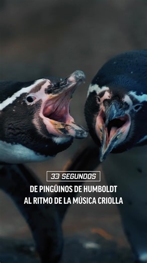 7.8K views · 169 reactions | Día de la Canción Criolla o Halloween. Lo que celebres hoy que sea a ritmo peruano . | Oceana Perú | Facebook