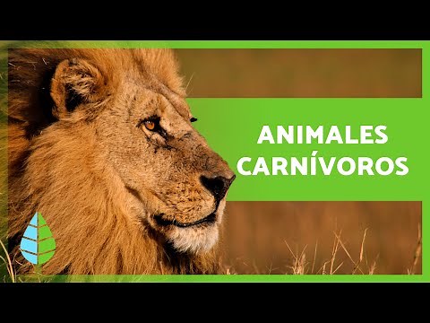 What are CARNIVOROUS ANIMALS 🐻🐧 (Definition, Types and Examples)