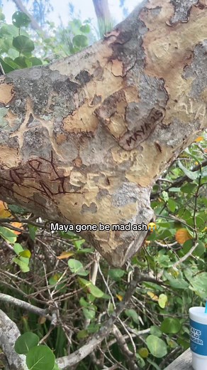Tree Carving on Vacation