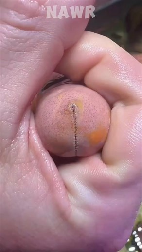 This Sea Creature Can Regrow Itself #starfish #trending