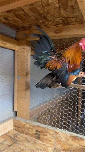 Gallitos #criaderominigallos #makemefamous #fyp | gallos
