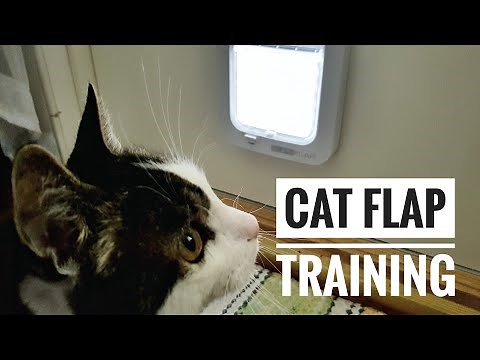 How to Train Your Cat to Use a Cat Flap Door: A Step-by-Step Guide #cat #pettrainingtips #pets