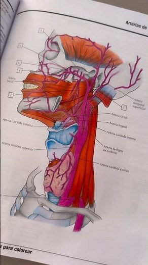 Netter anatomía para colorear #anatomia #anatomía #medicina #estudiantesdemedicina #anatomy