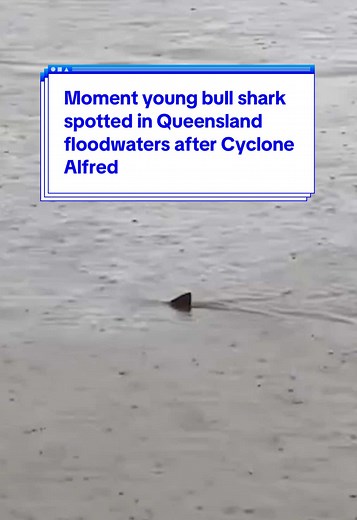 Moment young #bullshark spotted in #Queensland floodwaters after #CycloneAlfred 🦈 #yahoonews #yahooaustralia