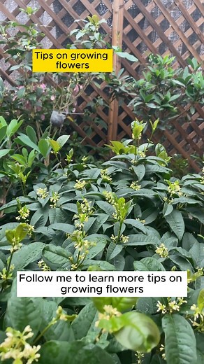 9K views · 88 reactions | 3 basic tree extraction tips #gardeninggoals #gardeningistherapy #gardeningtips #gardeninglife #gardening_love #gardeninguk #gardening101 #gardeningtools #gardeningislife #gardeningtherapy #gardeningknowhow #gardeningseason #gardeningismytherapy #gardeningmakesmehappy #gardeningaustraliamag #gardeningday #gardeningideas #gardeningphoto | Home Gardening | Facebook