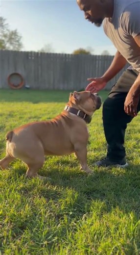 We Unleashed The Bulldogs And It Got Out Of Control! #Dogs #Animals