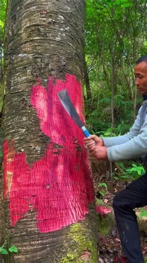 How to Save a Dying Dragon Tree? 🌳🩸