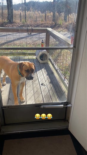 I couldn’t wait to do this trend 😂😂😂😂like dang Scooby#thomasandsky #catvideo #cats #tiktokpets #catsoftiktok