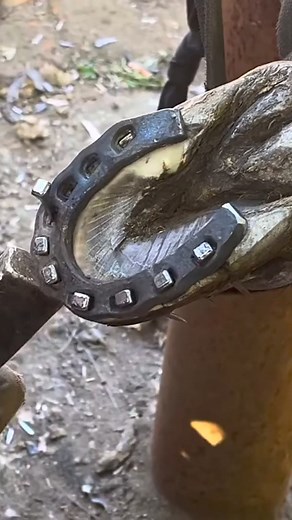 81K views · 564 reactions | Horrifying deformed donkey hooves! Rescue the poor lame donkey and replace horseshoes Part 4 #animal #horse #cow #donkey #hoofcare #satisfying #hoof #care #helping #farrier | Hoof Farrier | Facebook