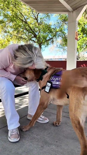 Therapy Dog and Puppy Raiser Reunited After Years Apart