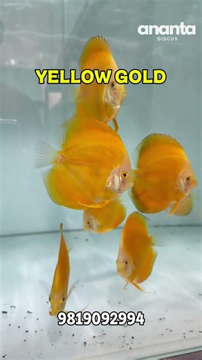 Ananta Discus - Fish Farm Tour #shorts