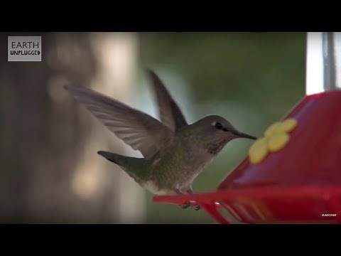 Hummingbirds In Slow Motion | BBC Earth