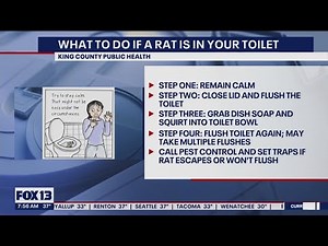 What to do if a rat is in your toilet | FOX 13 Seattle