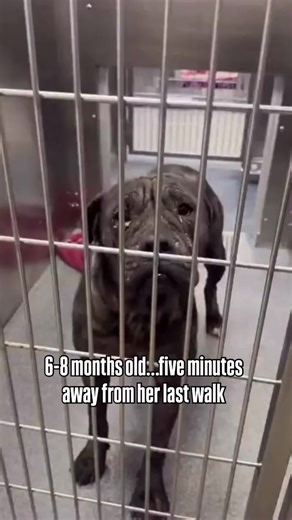 Support Animal Rescue: Your Love Can Make a Difference