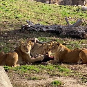 8.1K views · 453 reactions | Female lions, also known as lionesses are considered the pride’s primary hunters. Often working together to hunt prey, teamwork is vital to the pride. Female lions also raise their cubs communally. In the wild, lions are believed to feed every three or four days. They can go without food for more than a week. A very PRIDEFUL thanks to our partners at Department of Natural Resources for providing our African Lions with big game. | Utah's Hogle Zoo | Facebook
