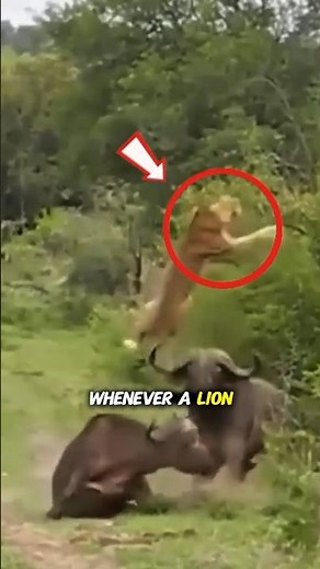 Cape Buffalo vs Lion | Who's win? #animals #shorts #shortsfeed