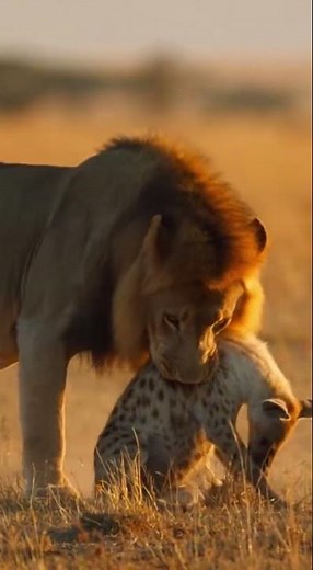 Lion vs Hyena Brutal Fight Ends with Hyena in Jaws – Cub Learns to Hunt Up Close 🐆#LionVsHyena#lion