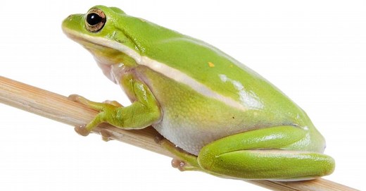 Are Tree Frogs Poisonous or Dangerous?