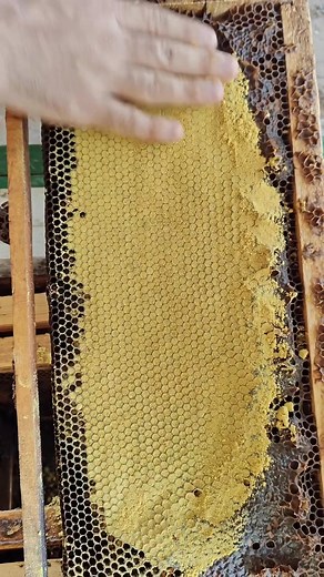 Due to pollen shortage 🐝💛 . . . . . #🐝 #📸 #beekeeping #bees #honey #bee #beekeeper #savethebees #canadianapiary #canadianbeekeeper #honeybee #apiary #nature #apiculture #beesofinstagram #beehive #hive #beelife #beekeepers #pollen #newhobby #farmer #urbanbeekeeping #urbanbeekeeper #womenbeekeepers #womeninbeekeeping | Canadian Apiary