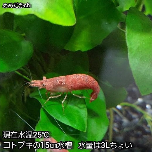 【めだかと暮せば】極火蝦🎵レッドファイヤーシュリンプ観察❗説明moみてね😄no.82 #メダカ #shorts
