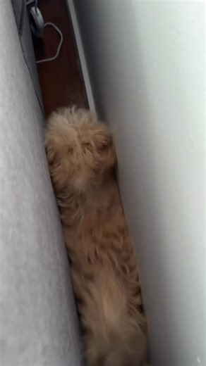 Jio on Instagram: "always getting into something 🤦🏻‍♀️🤦🏻‍♂️ #puppy #puppylife #puppylove #puppydog #cockapoo"